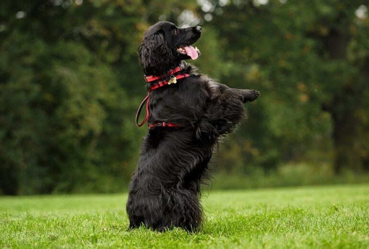 A dog doing tricks wearing the Halti Wearing Harness