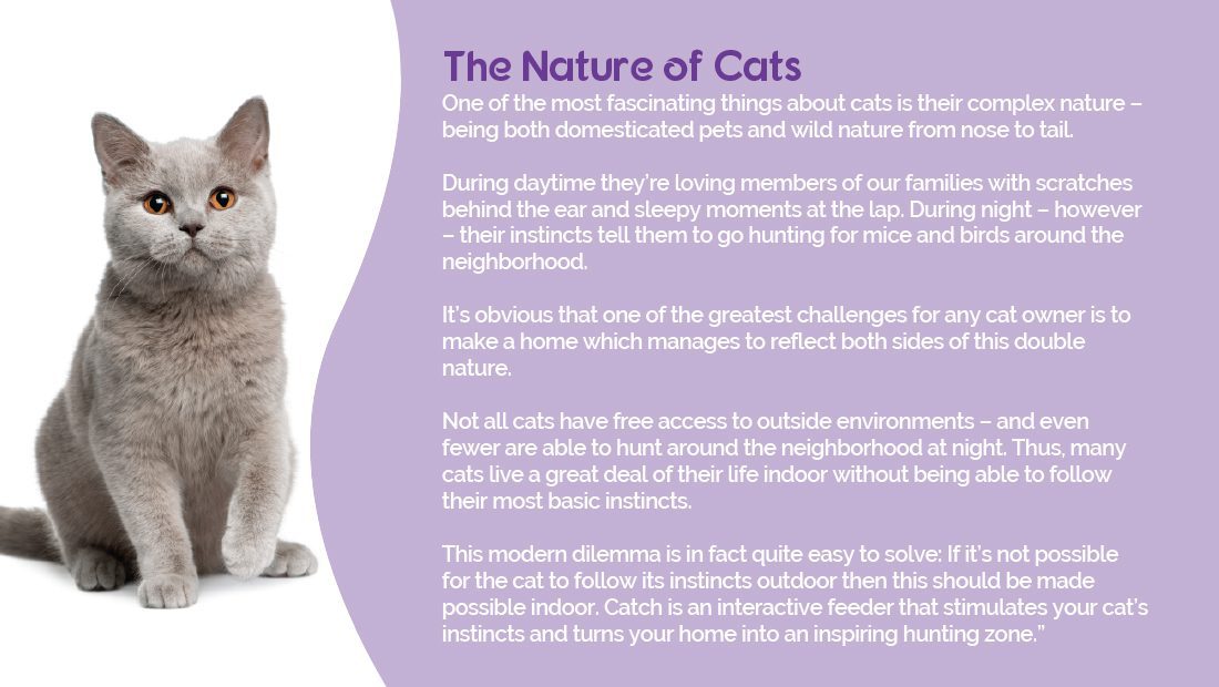 a grey cat next to some information on the nature of cats