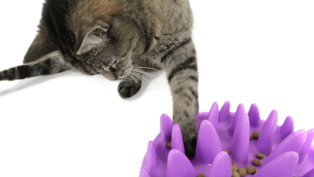 A tabby cat playing with the Catch Slow Feeder