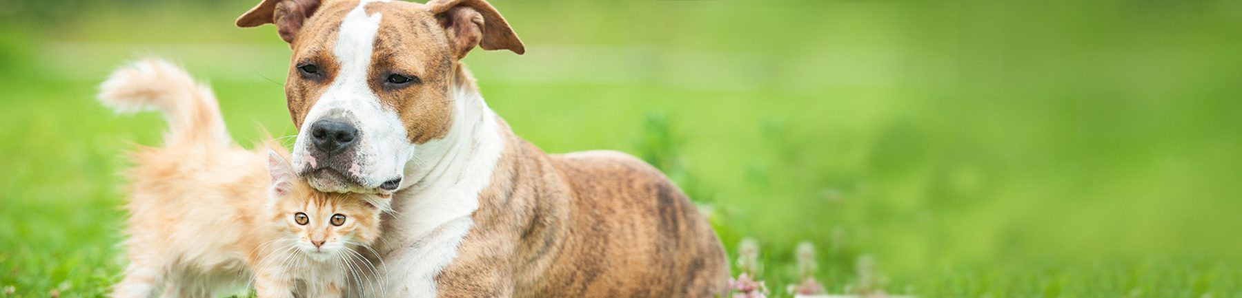A dog and a cat together in a field