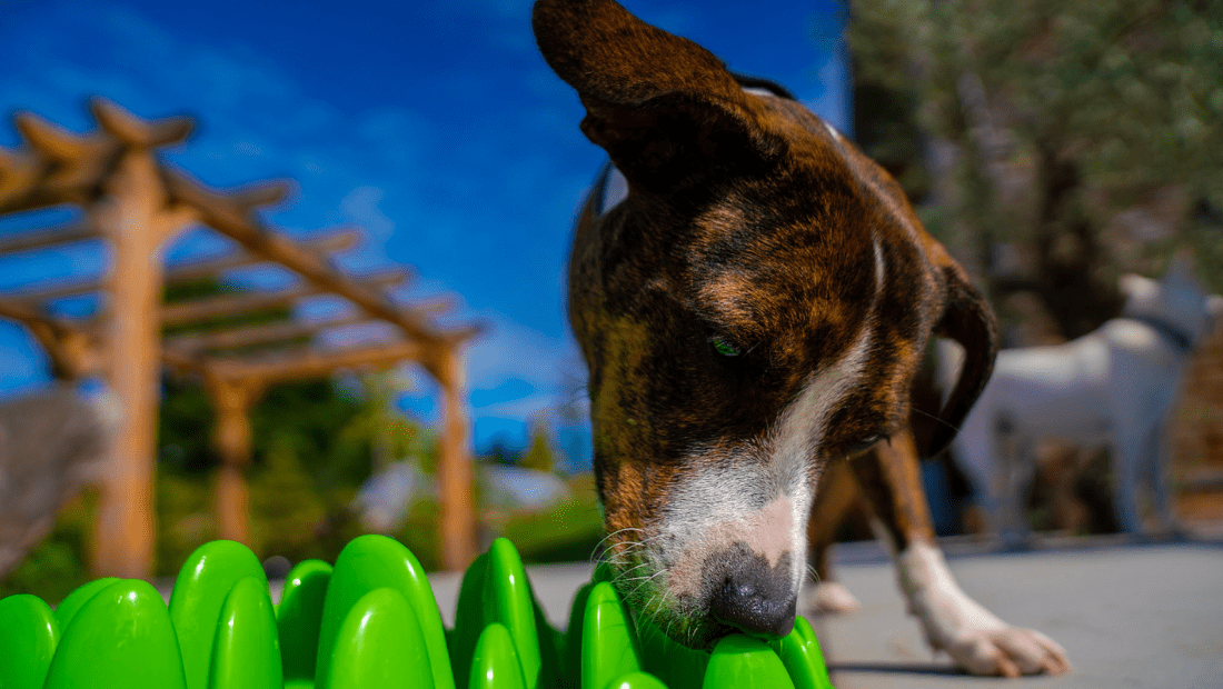 A dog using the Green Feeder