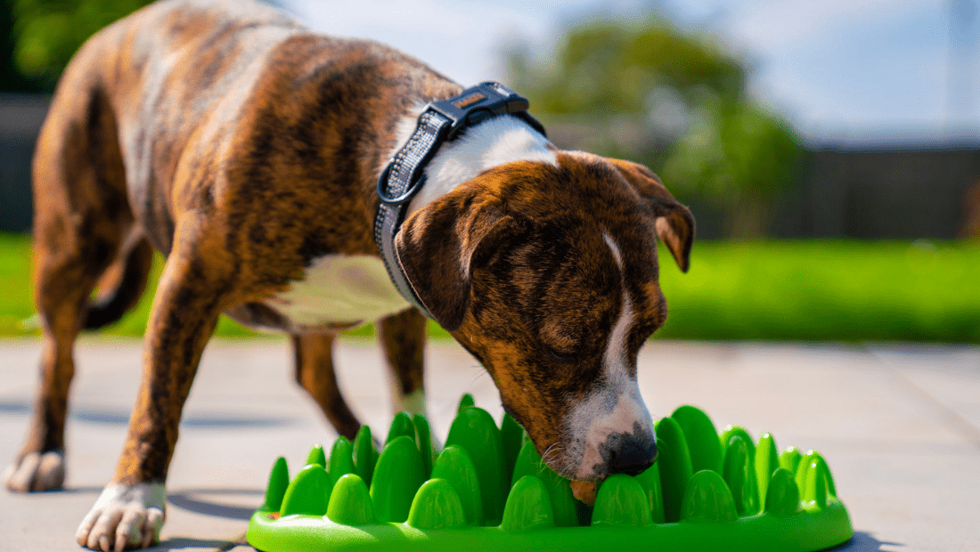 A dog using the Green Feeder