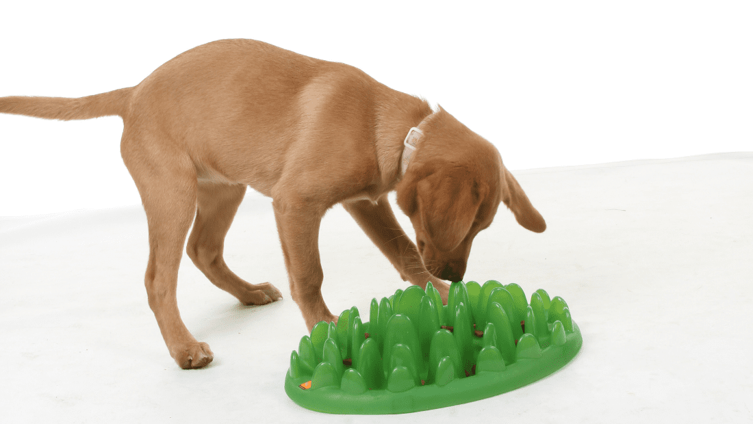 A dog using a Green Slow Feeder