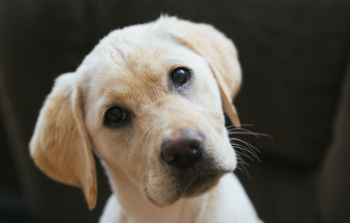 puppy behaviour