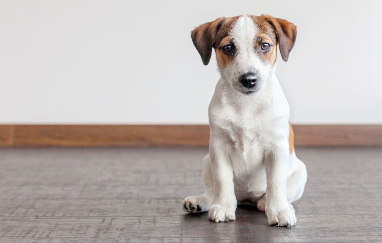 puppy training