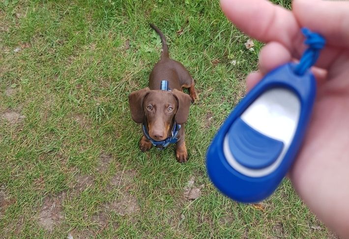 dog clicker training