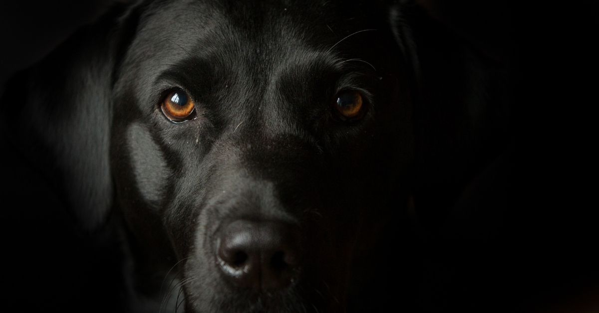 my dog is scared of black dogs