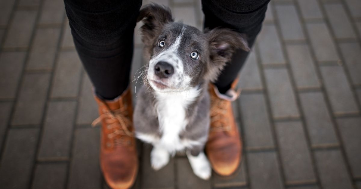 how to teach your dog middle
