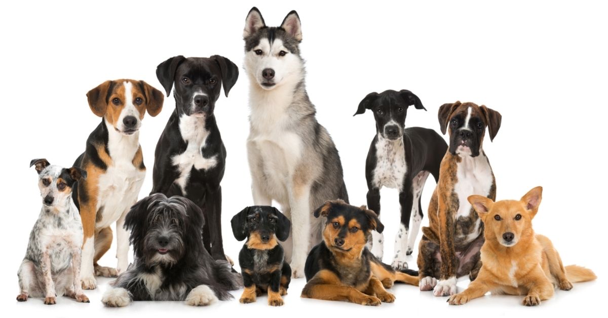 Dog exercise requirements by breed