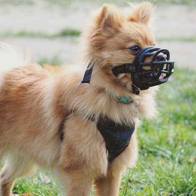 dog muzzles