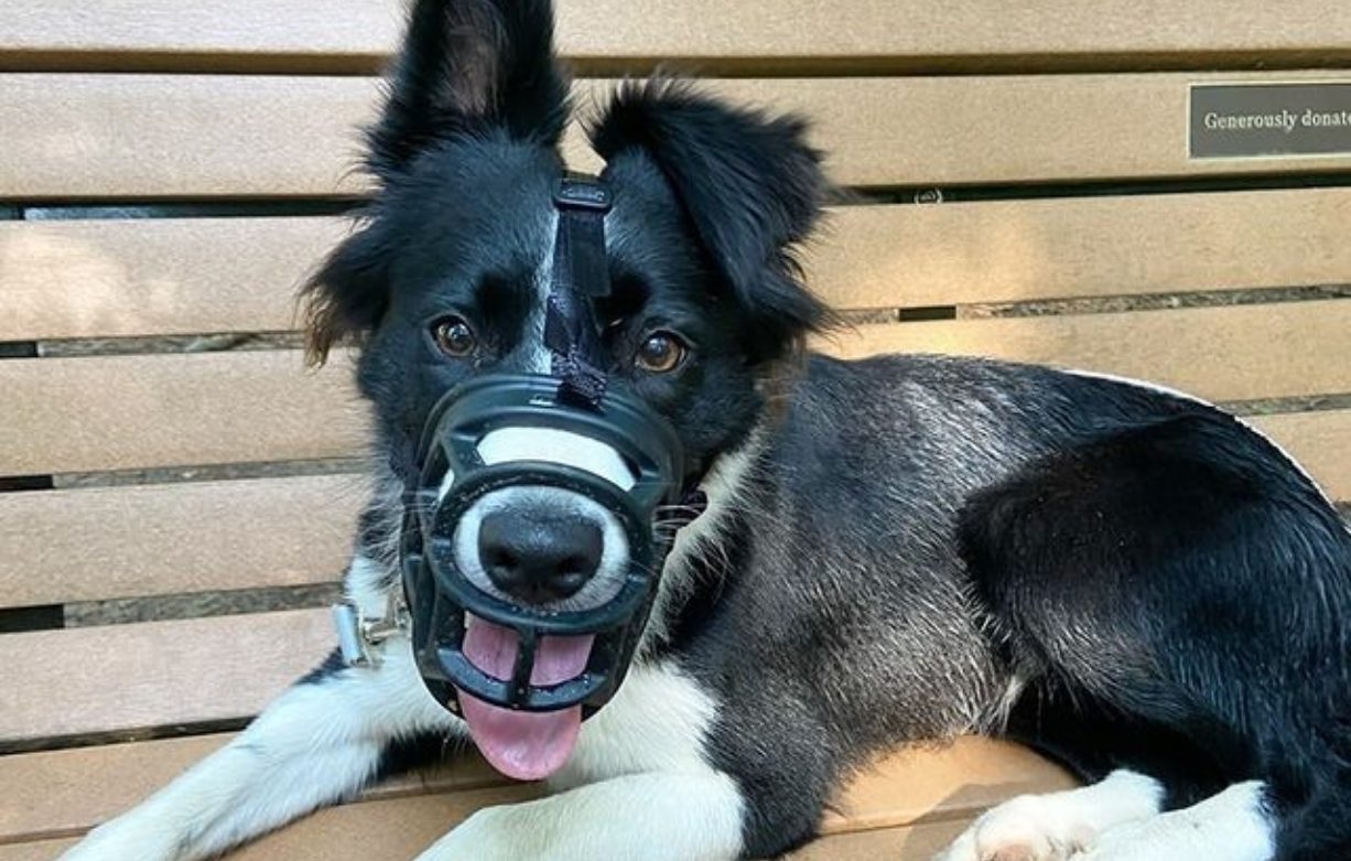 muzzle training dogs