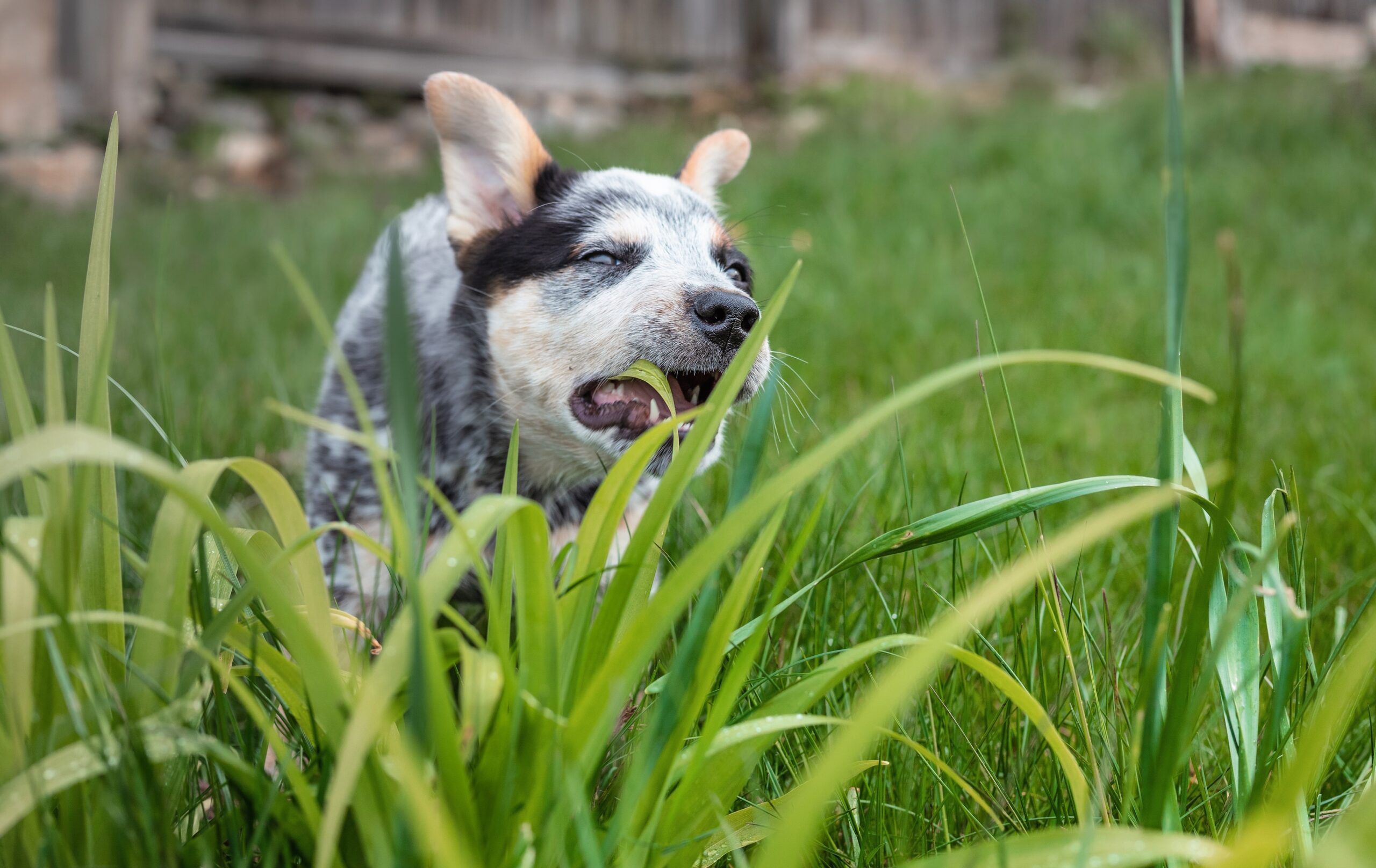 Puppy,Eating,Grass,Outside,In,Backyard.