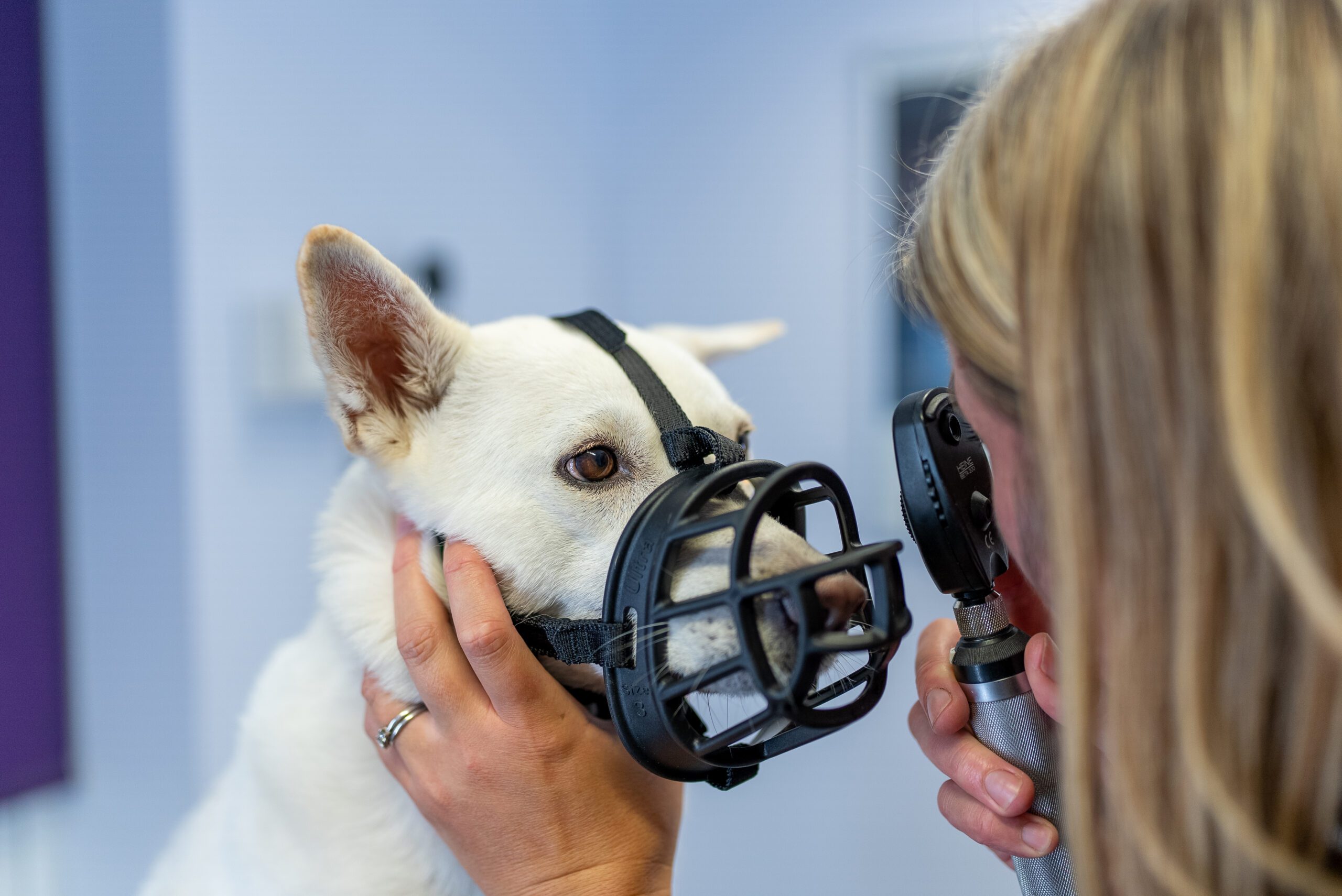 tips for dog owners