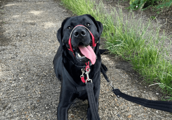 Dog head collar