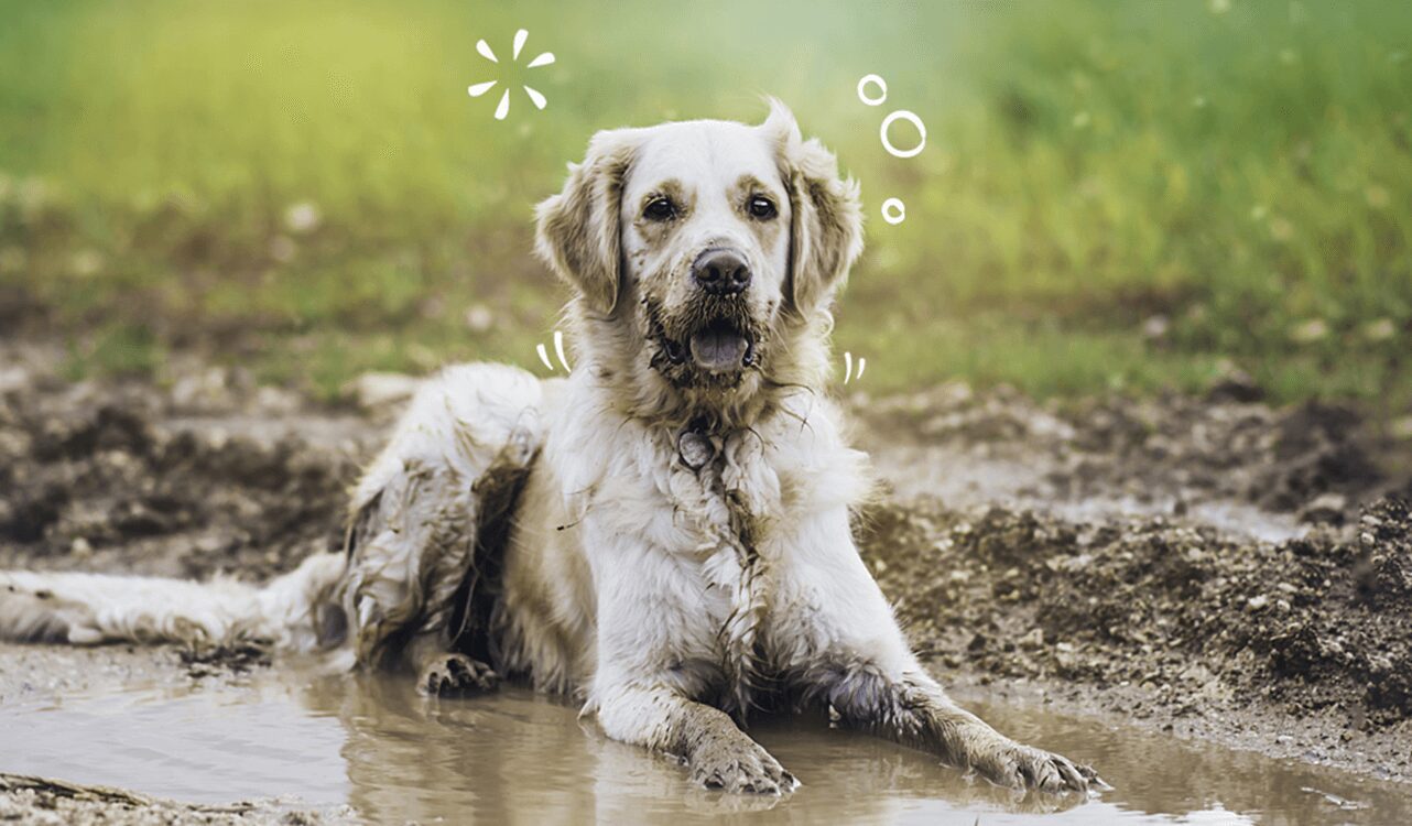 A white dog laying in a muddy puddle