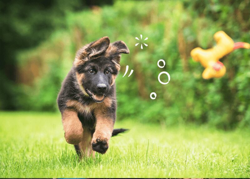 A dog jumping after a toy in the garden