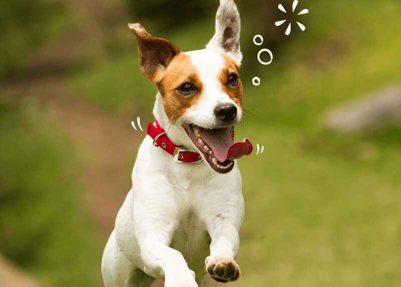 A clean dog jumping outside