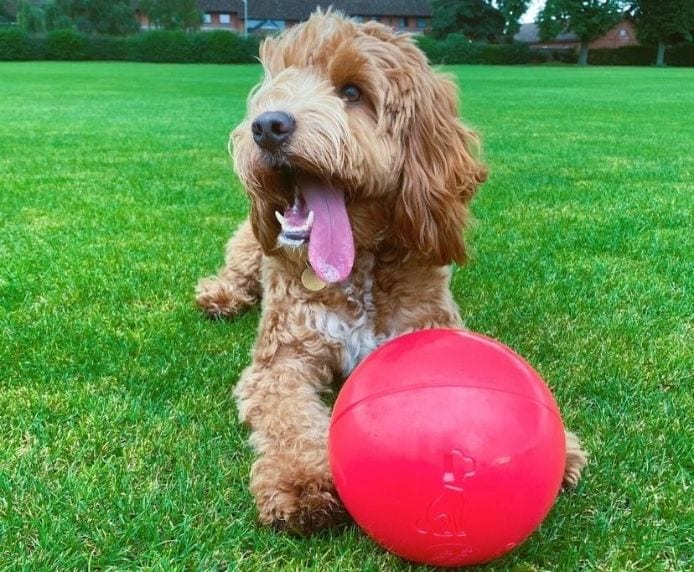 A cockappoo playing with a Boomer Ball