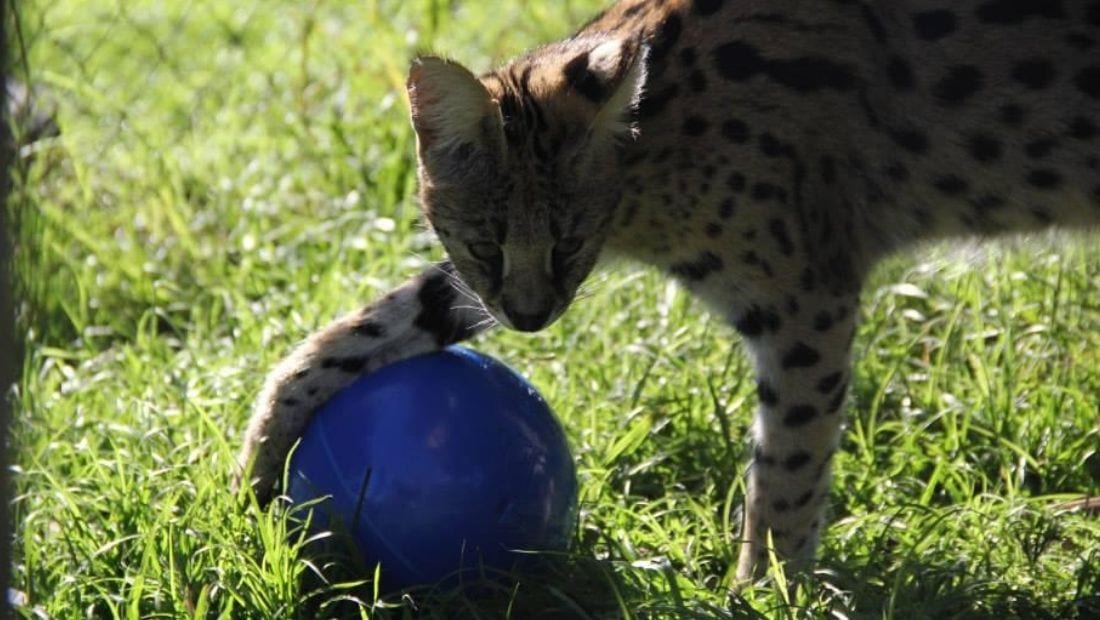 A cheetah playing with a boomer ball