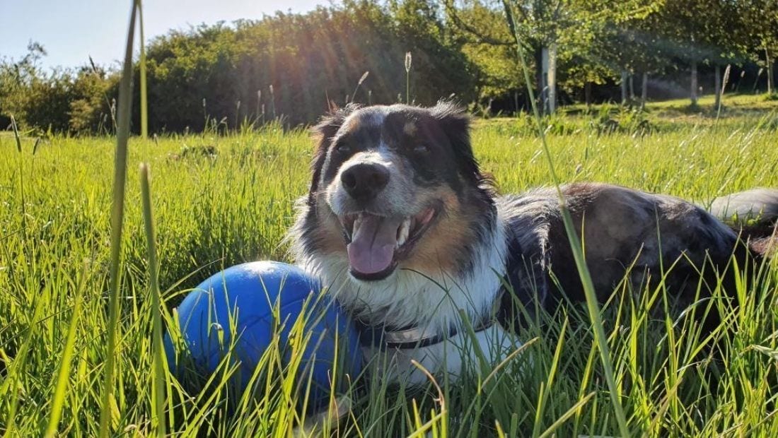 A smiling d0g in the garden with a blue boomer ball