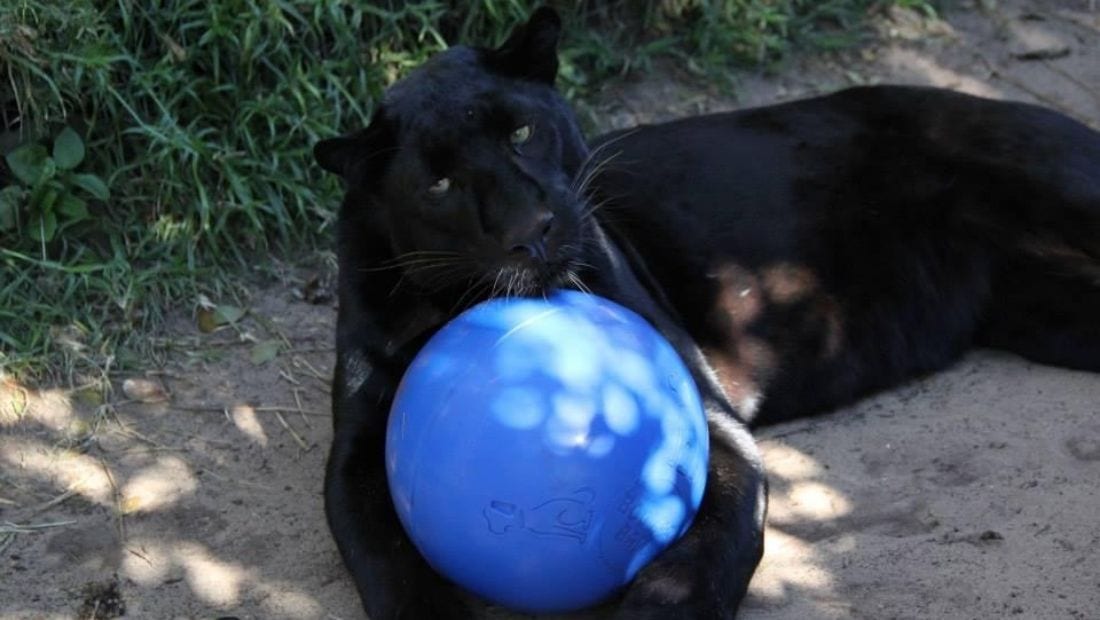 A jaguar playing with a Boomer Ball