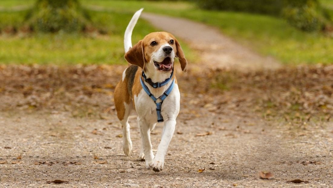A dog walking off lead wearing a Halti Walking Harness