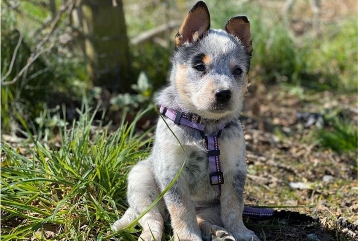 A young puppy wearing a purple Halti walking harness