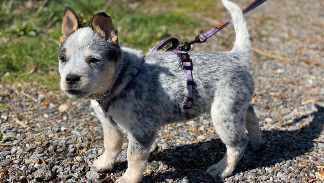 A young puppy being walked using a Halti Walking Harness