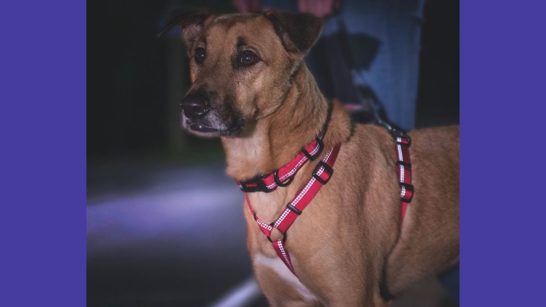 A dog being walked at night showing off the reflective strips on the Halti walking harness