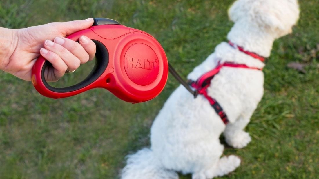 A dog being walked using a Halti Retractable Harness