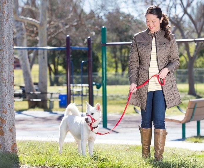 Dog wearing a Halti Headcollar and Training Lead being walked through a park
