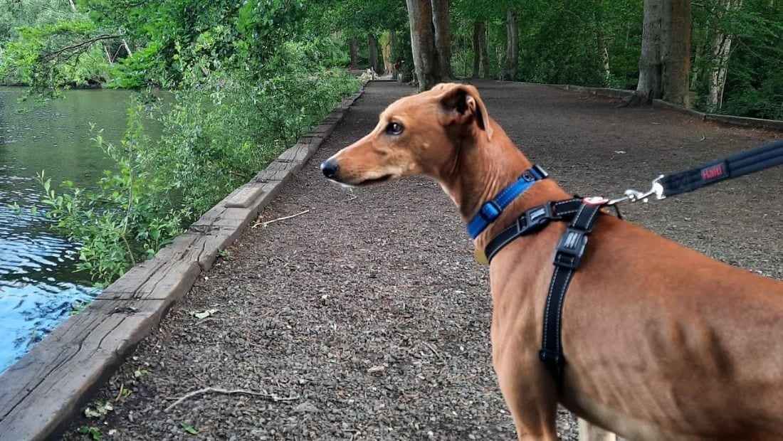 A dog wearing halti leads and harness looks over a lake