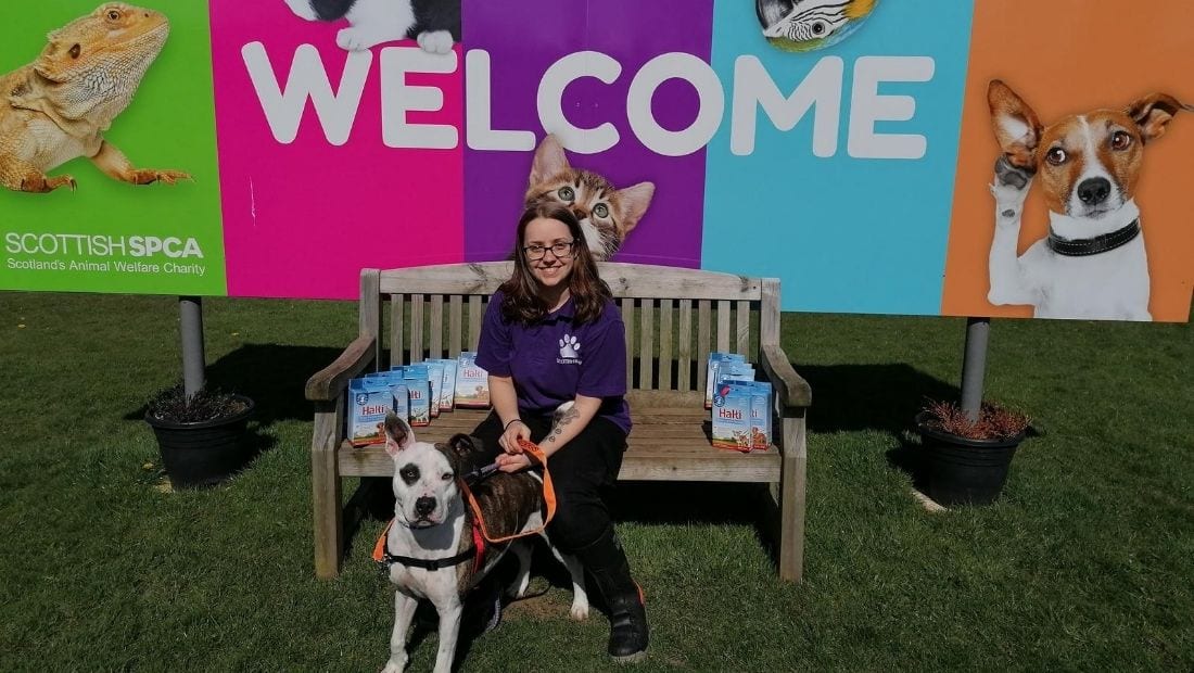 Halti dog walking products displayed on a bench near a woman and her dog
