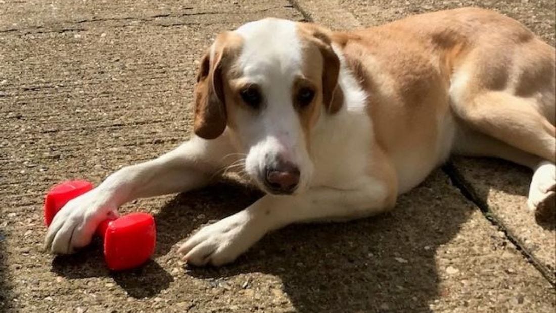 a dog plays with a dog toy on a driveway