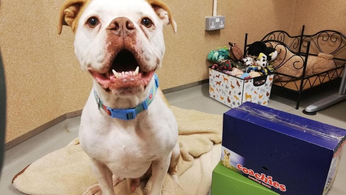 A dog sits on a blanket next to a box of coachies dog treats