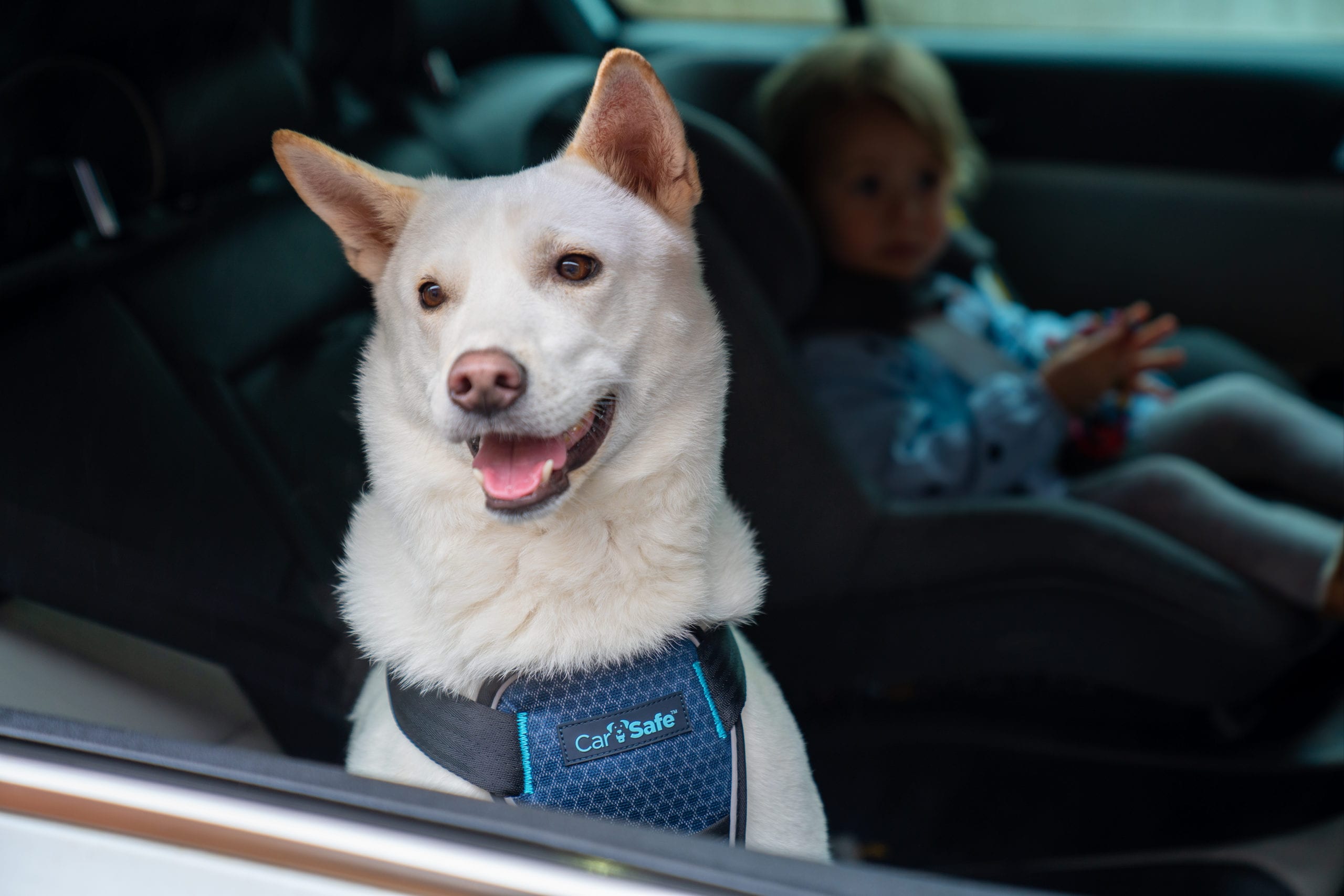 Dog car travel