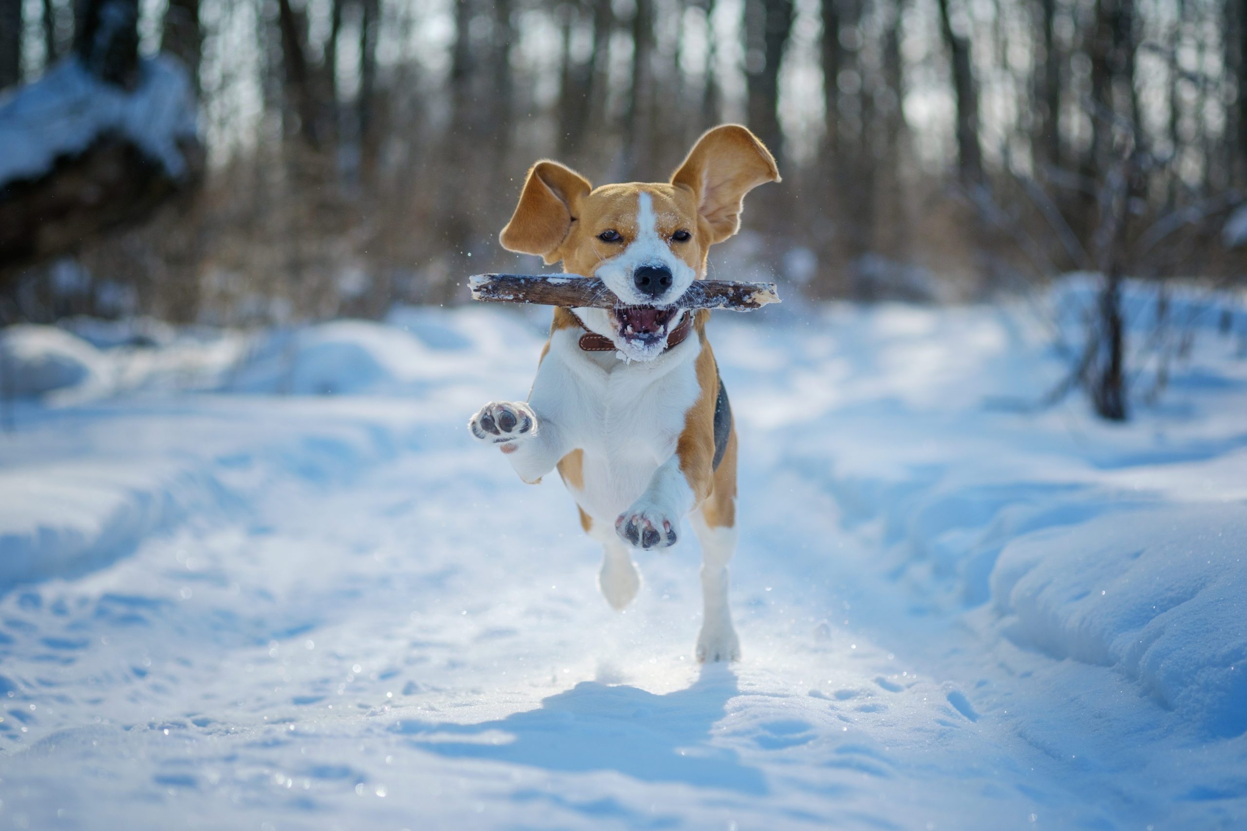 dog behaviour problems