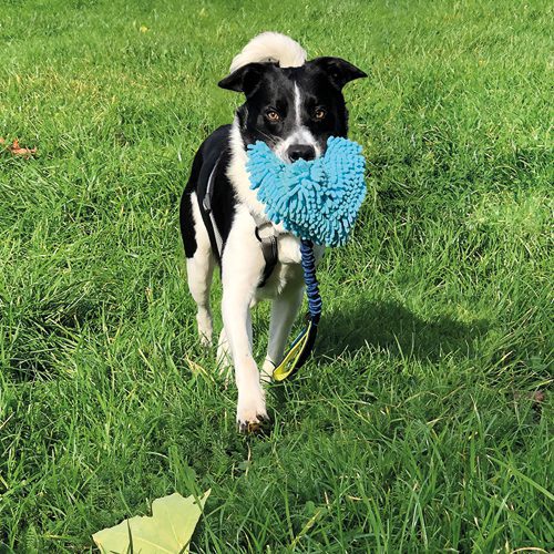 Dog playing with toy - mobile version