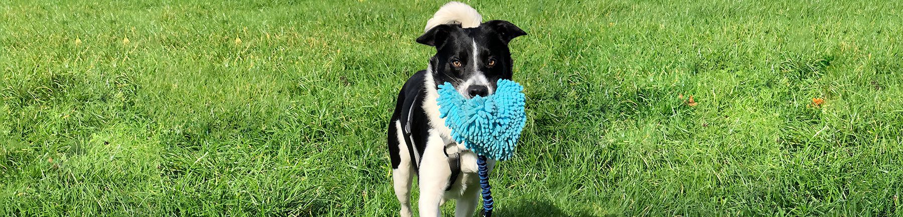Dog Playing with toy