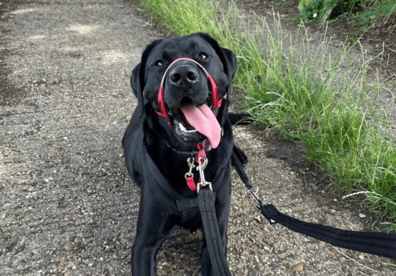 dog head collar