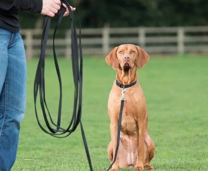 A pointer dog using the Company of Animals Recall Line