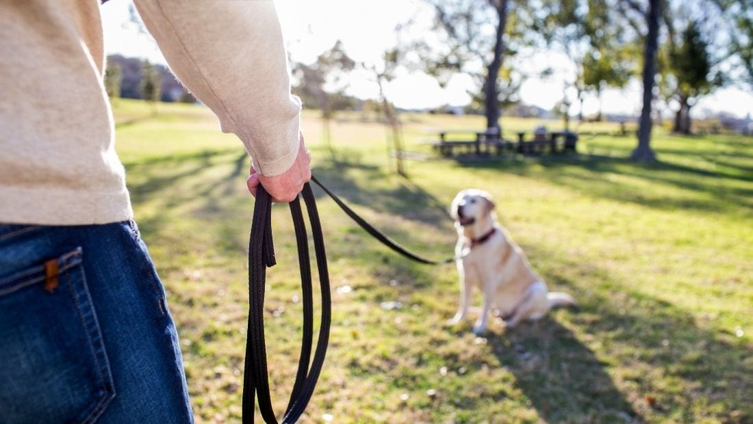 A dog using a Company of Animals Recall Line