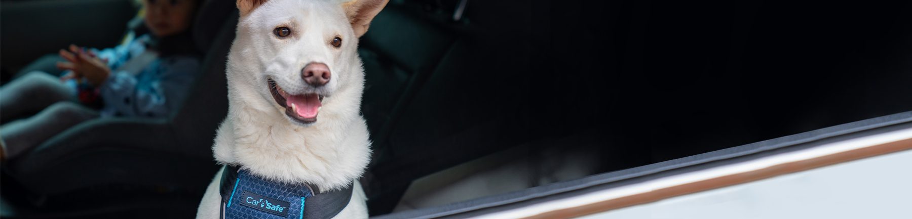 Dog wearing secure harness in moving car