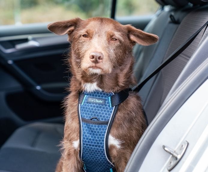 Crash Tested Dog Travel Harness Lifestyle Dog in car