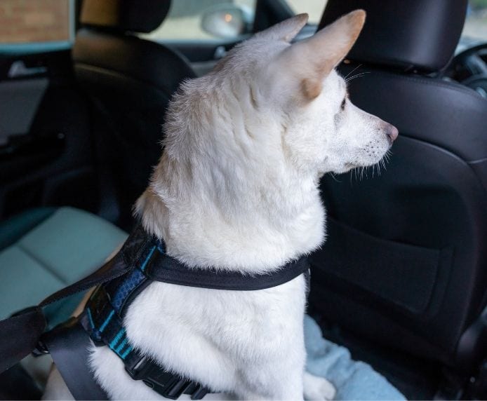 Crash Tested Dog Travel Harness Lifestyle Dog in car