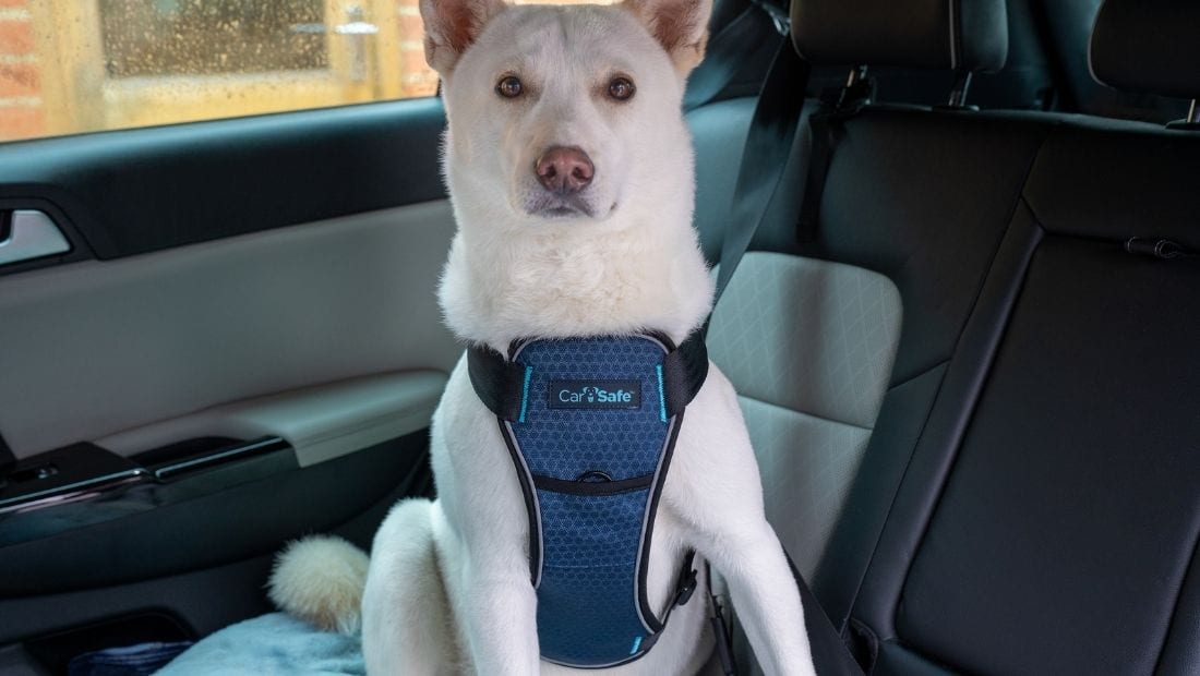 Jindo in car with CarSafe harness