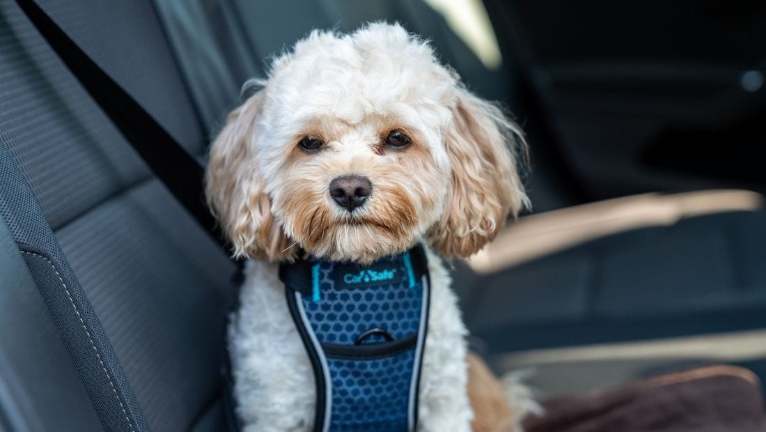 Cockapoo in car strapped safely with CarSafe harness