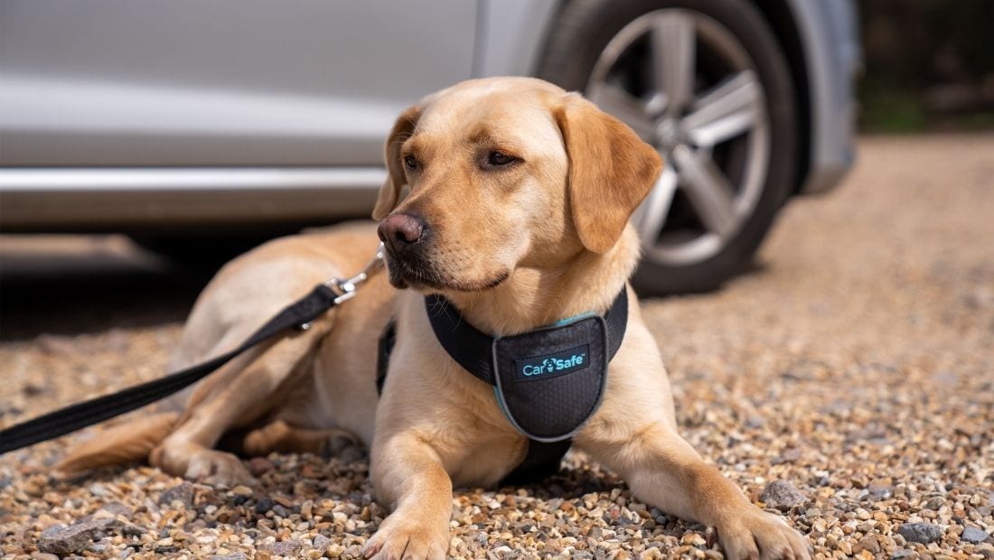Labrador sitting outside car with CarSafe Harness